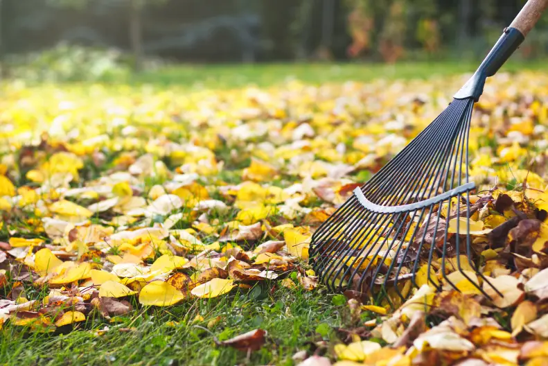 Yard Cleanup in St. George, UT - Landscaper